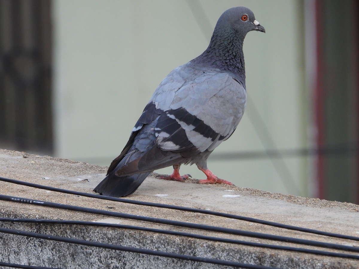 Pigeon biset (forme domestique) - ML621368968