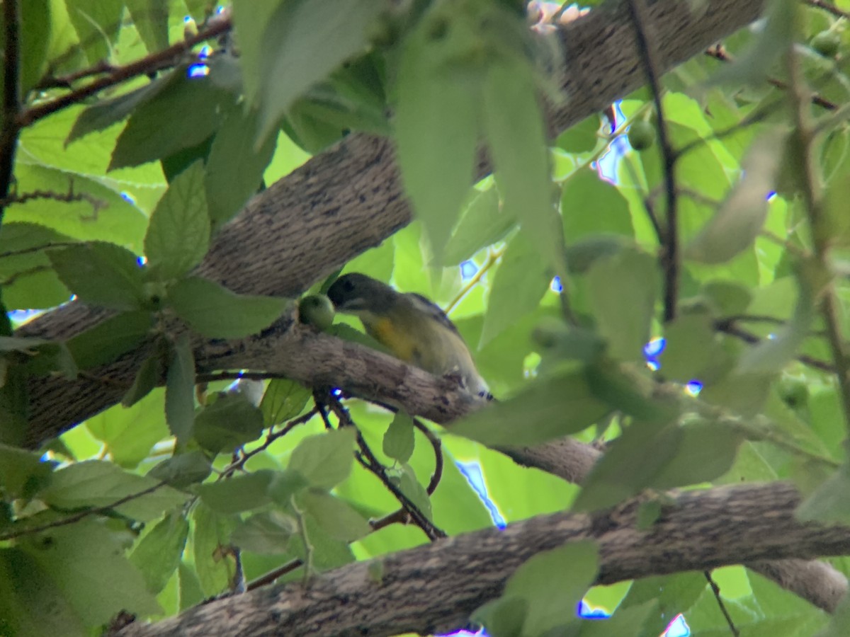 Palawan Flowerpecker - GIAN MANUEL LOPEZ