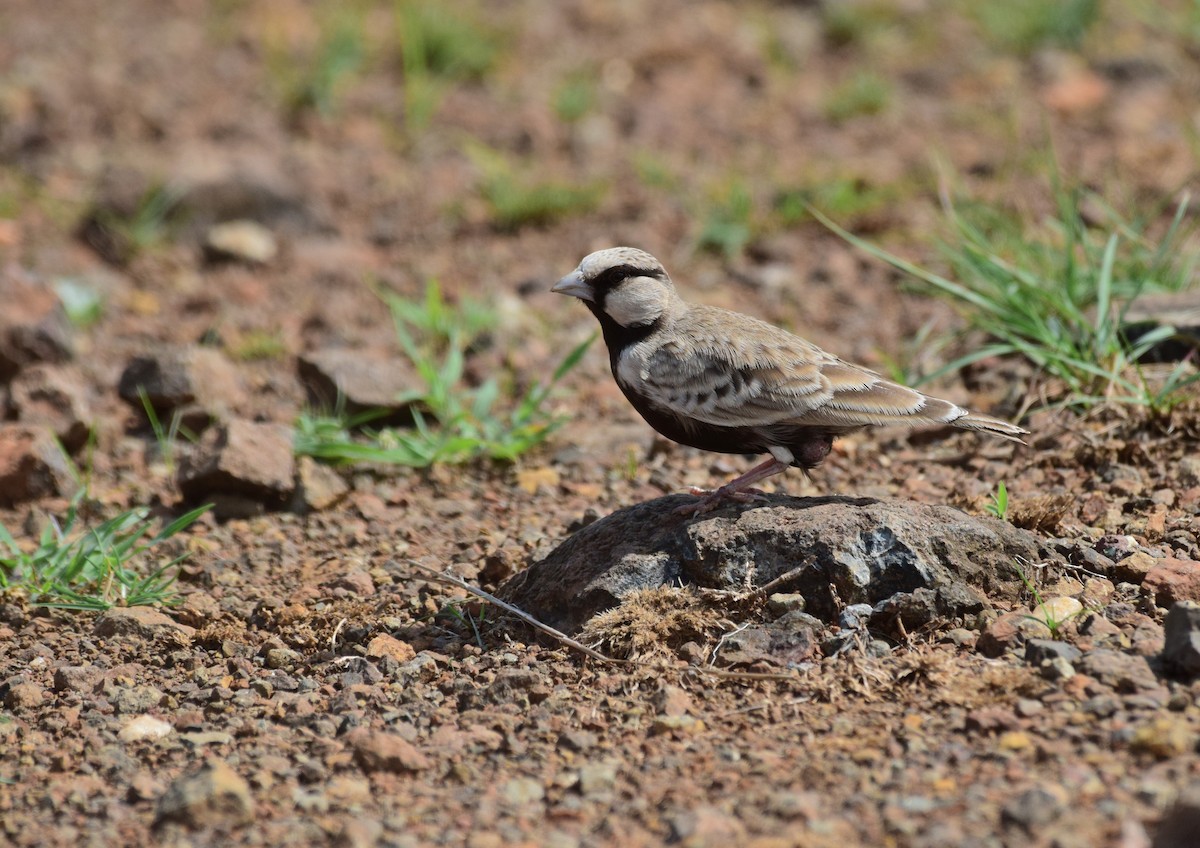 Ashy-crowned Sparrow-Lark - ML621369053