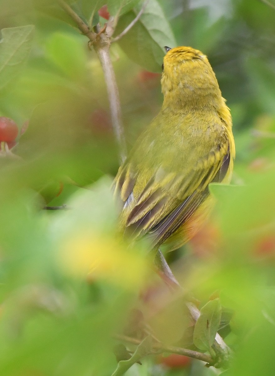 Yellow Warbler (Northern) - ML621369054