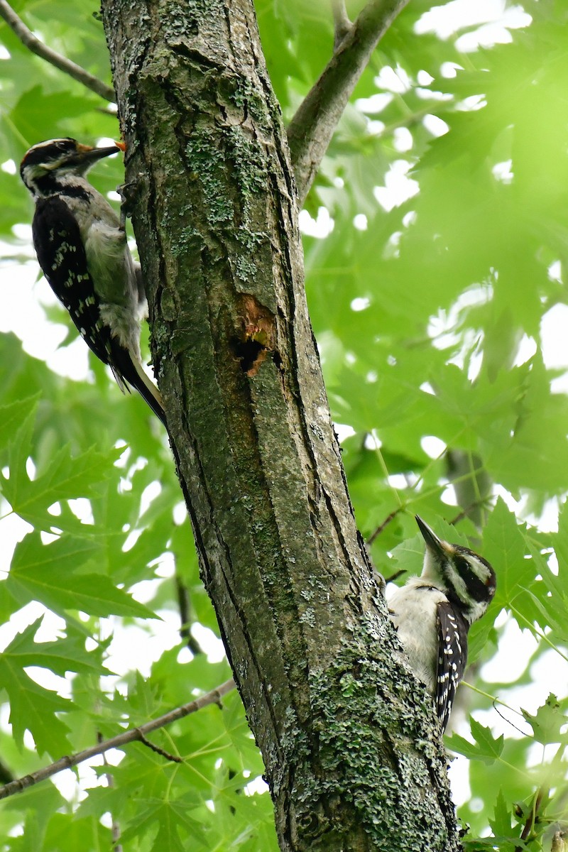 Hairy Woodpecker - ML621369055