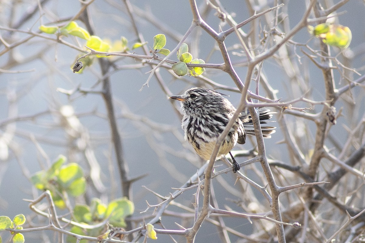 Yellow-billed Tit-Tyrant - ML621369076