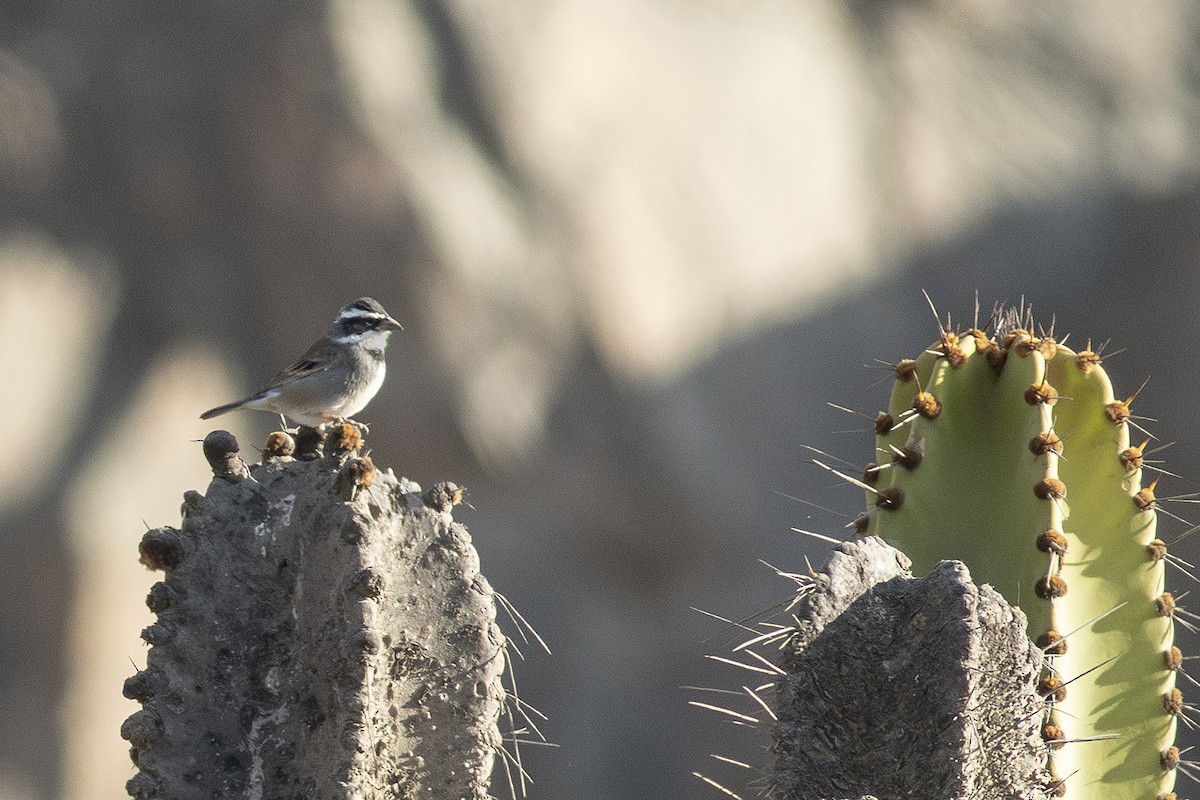 Collared Warbling Finch - ML621369079