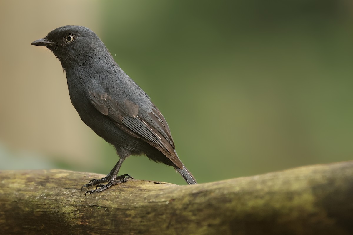 Yellow-eyed Black-Flycatcher - ML621369088