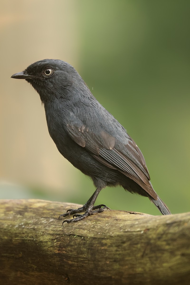 Yellow-eyed Black-Flycatcher - ML621369089