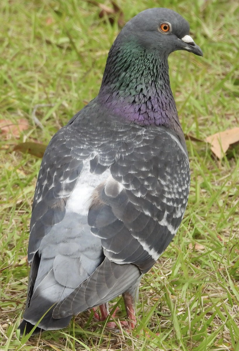 Сизый голубь (Одомашненного типа) - ML621369120