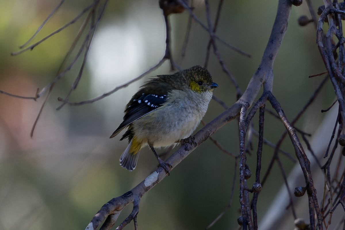 Forty-spotted Pardalote - ML621369194