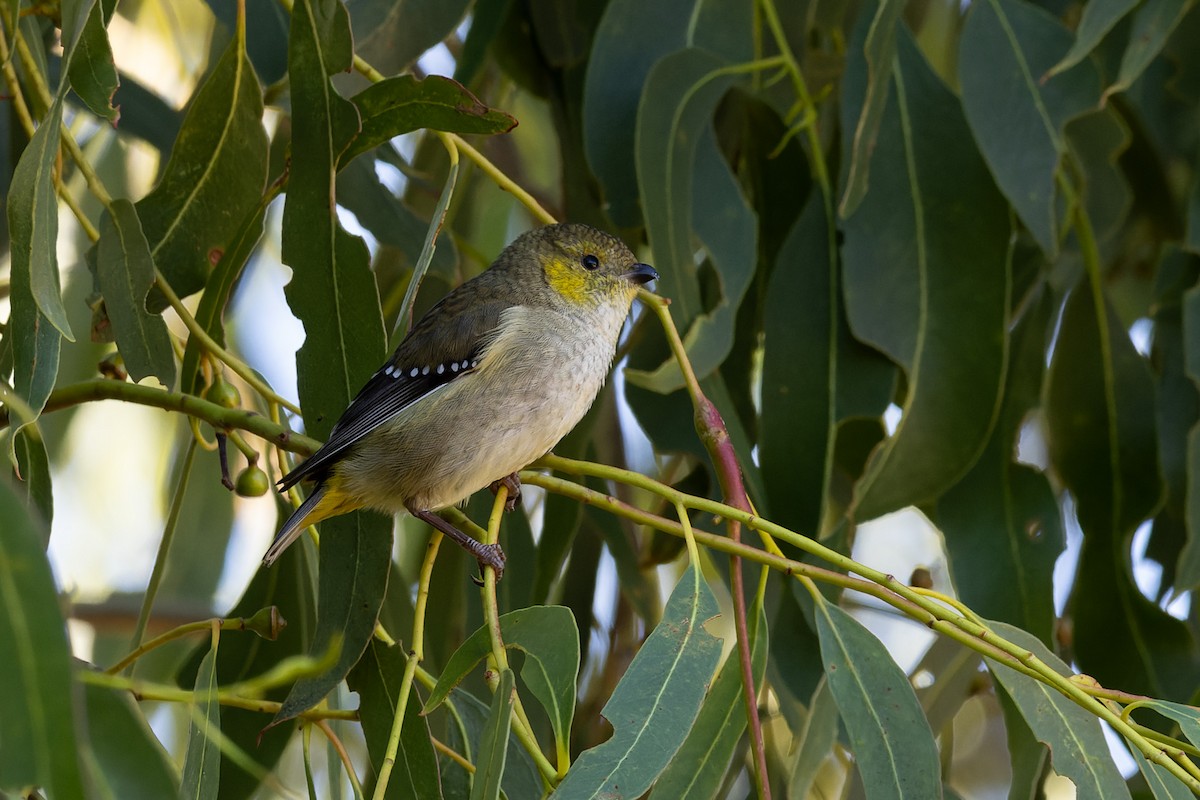 Forty-spotted Pardalote - ML621369196