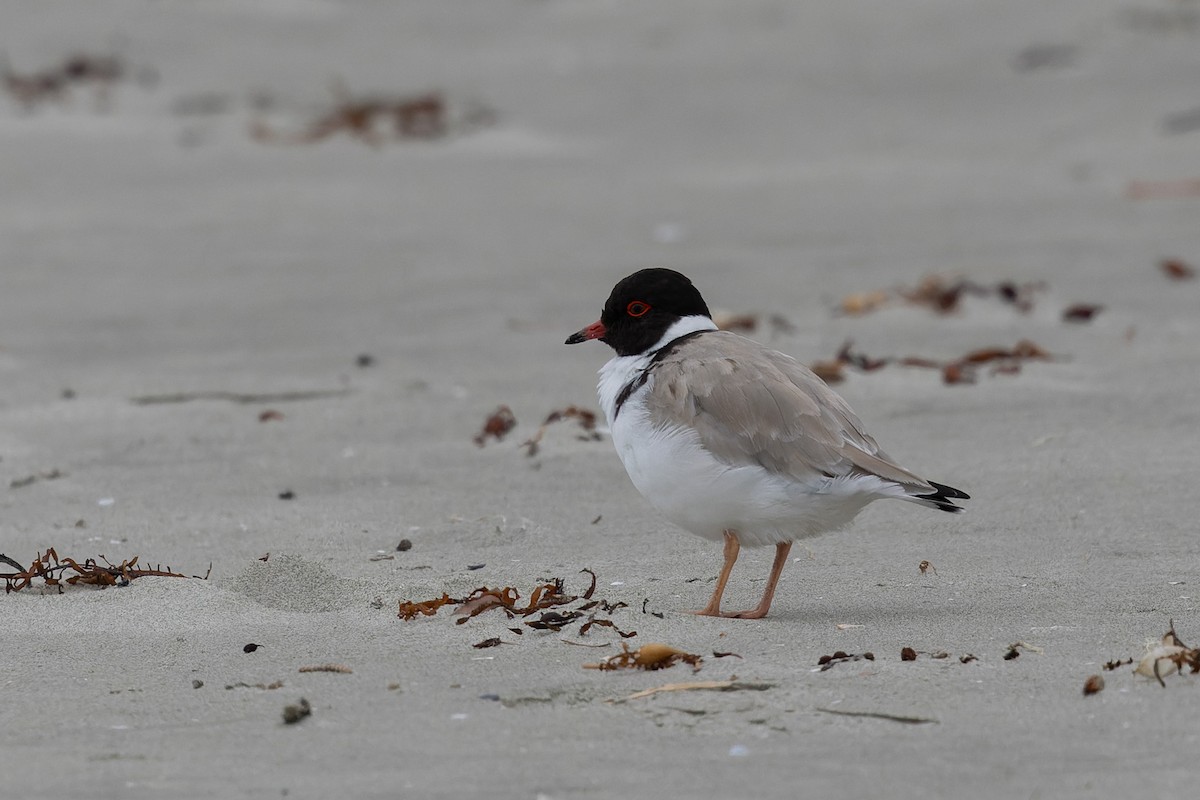 Hooded Plover - ML621369251