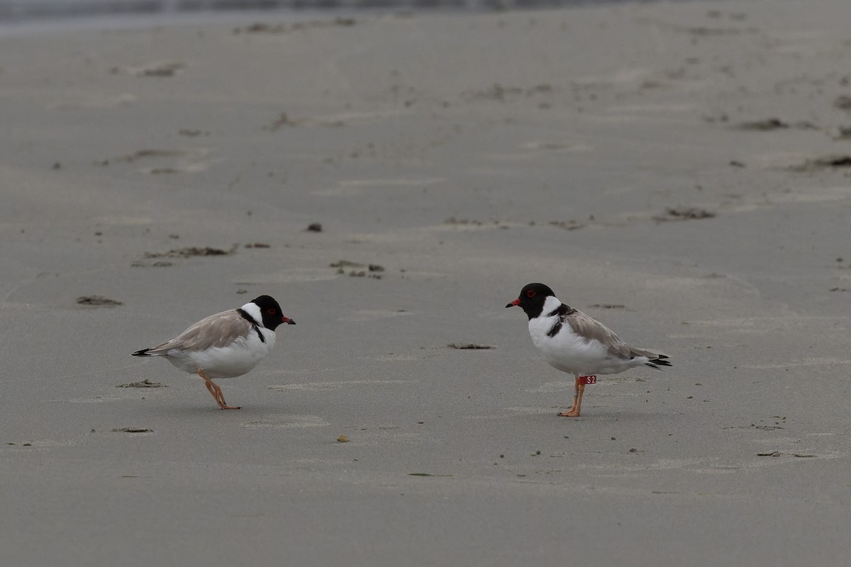 Hooded Plover - ML621369252