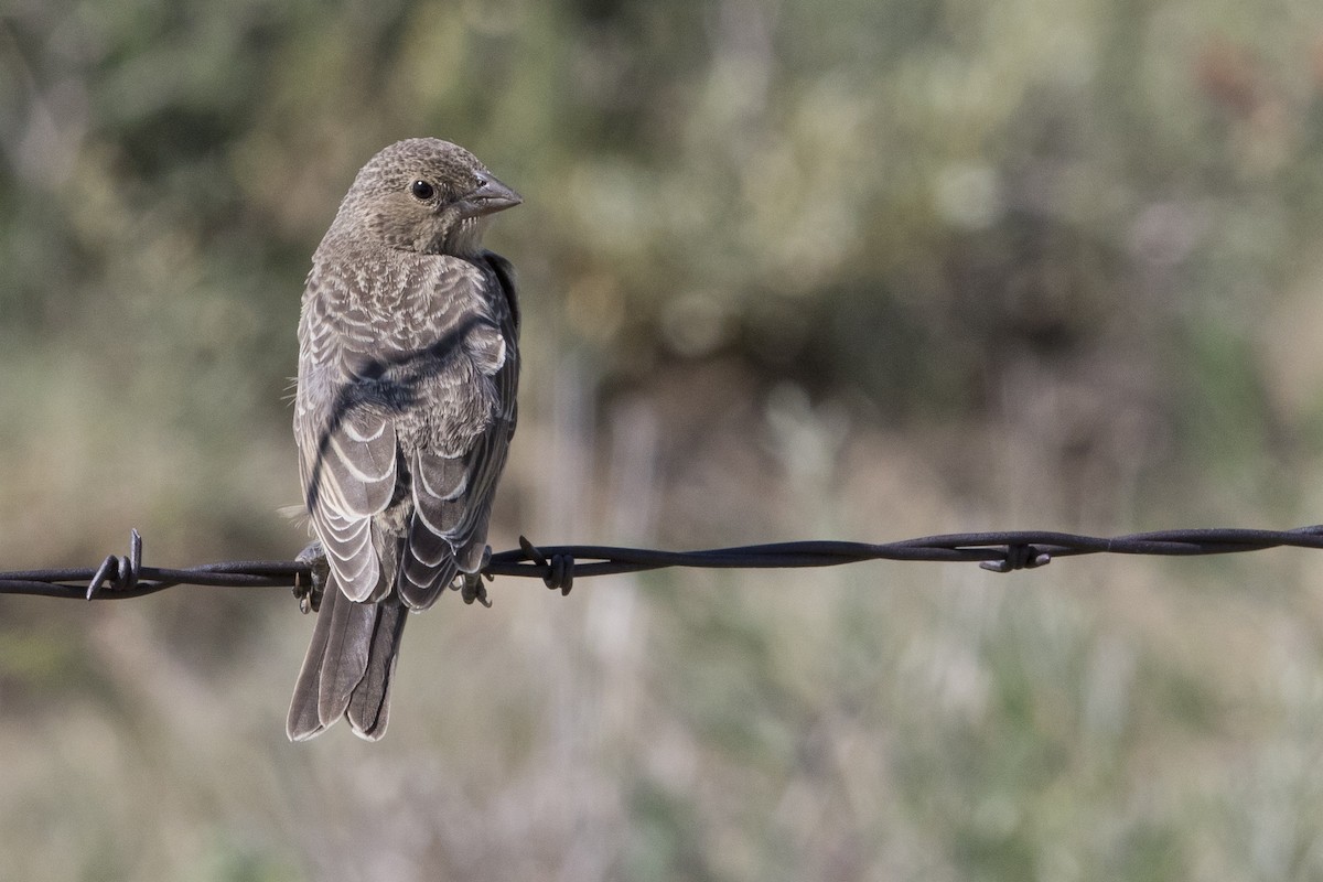 Brown-headed Cowbird - Nick Hajdukovich