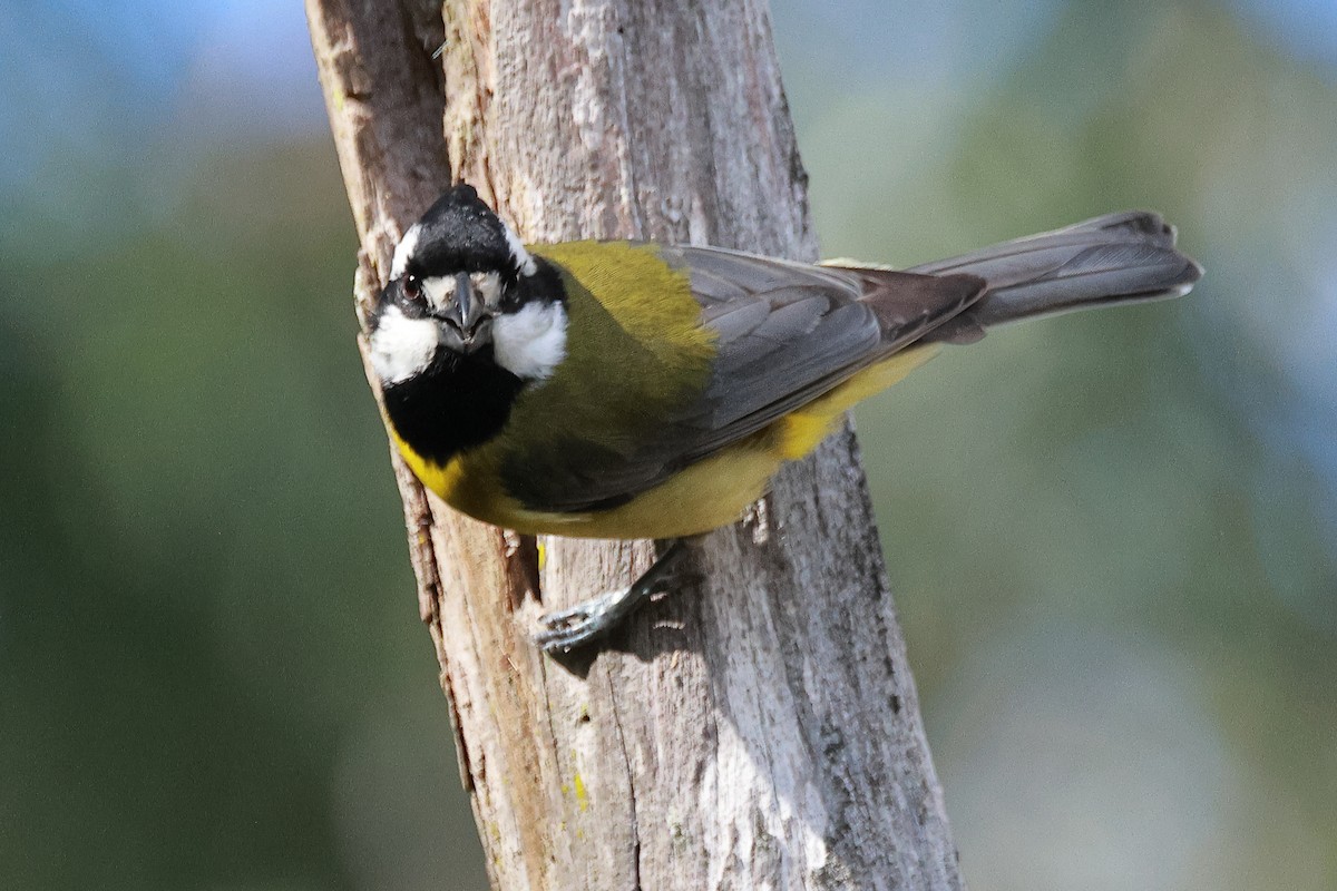 Eastern Shrike-tit - ML621369316