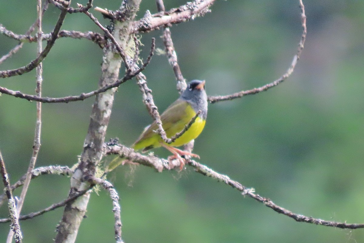 MacGillivray's Warbler - Craig Johnson