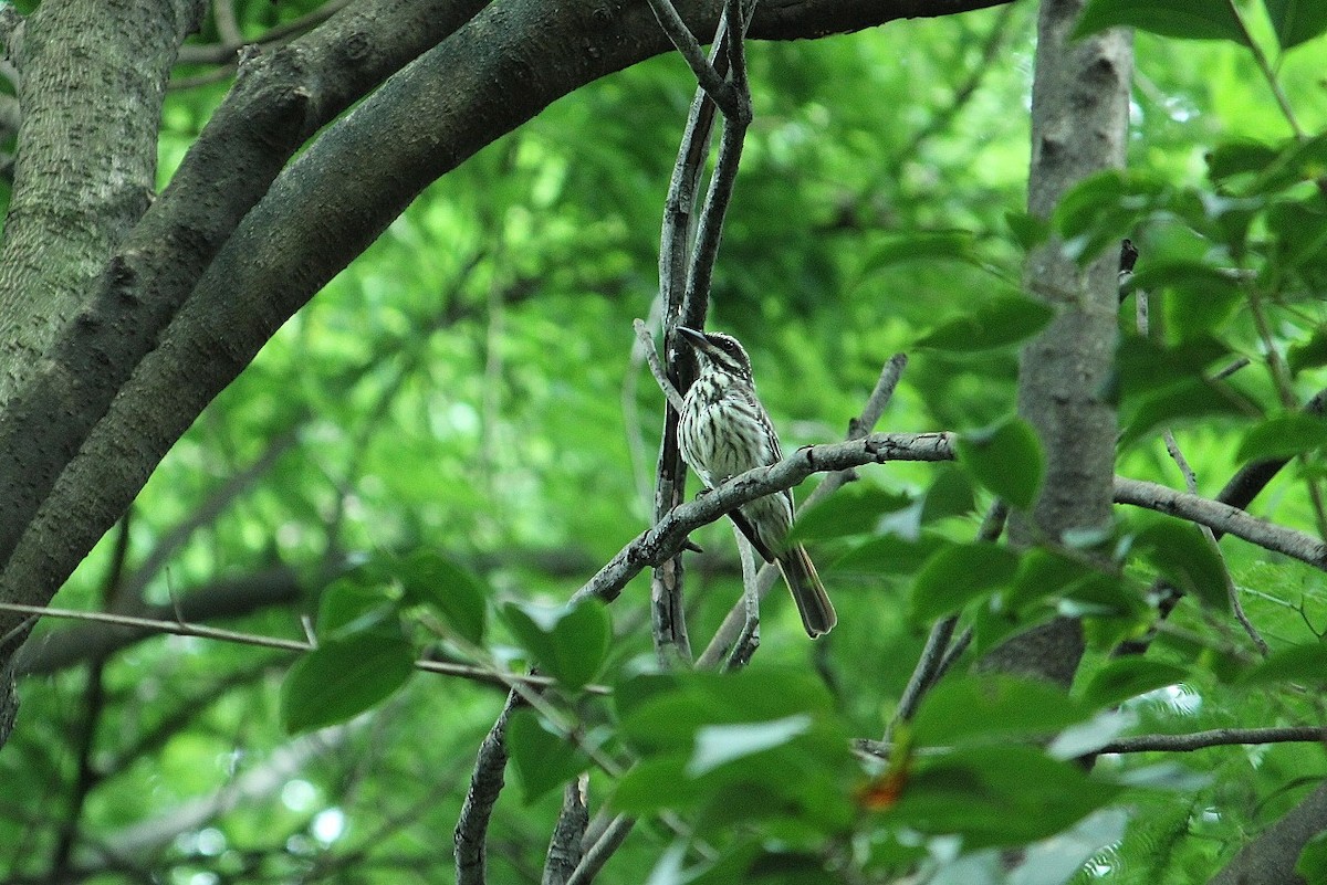 Streaked Flycatcher - Edu Martins