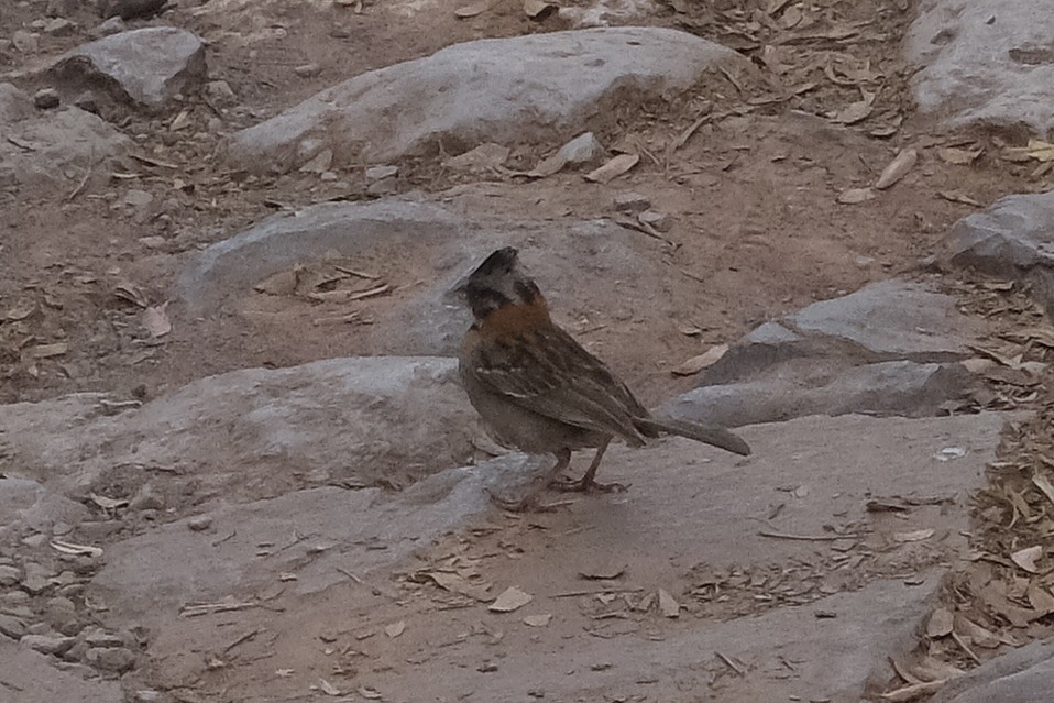 Rufous-collared Sparrow - ML621369419