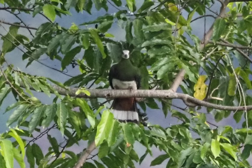 White-bellied Imperial-Pigeon - ML621369459