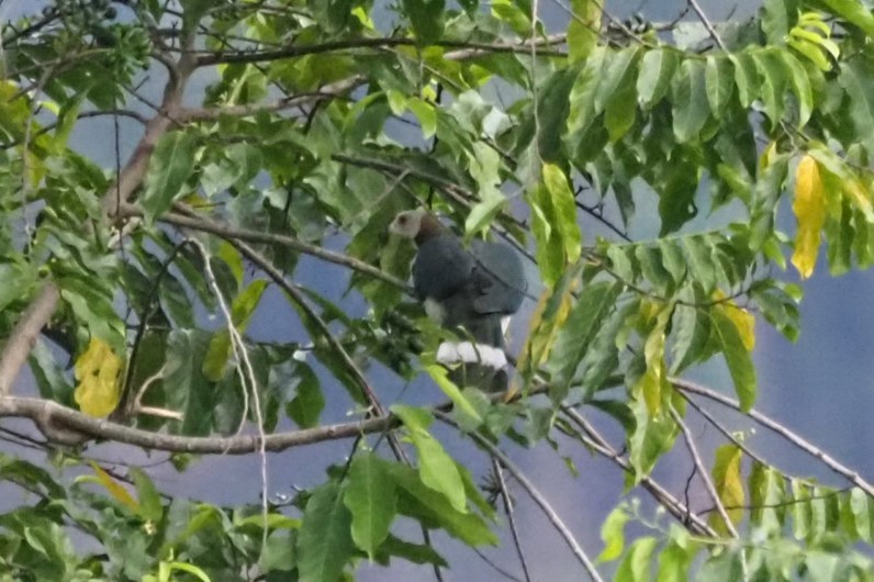 White-bellied Imperial-Pigeon - ML621369460