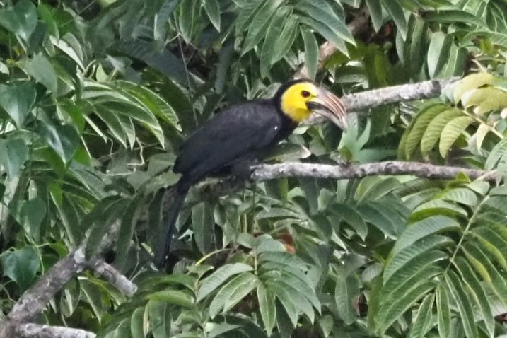 Sulawesi Hornbill - ML621369512