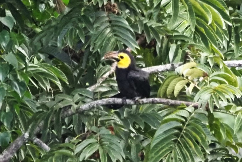 Sulawesi Hornbill - Andy Lee