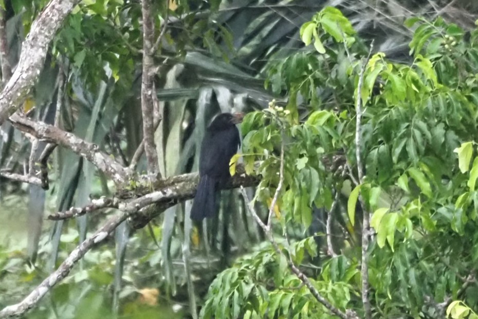 Sulawesi Hornbill - ML621369514