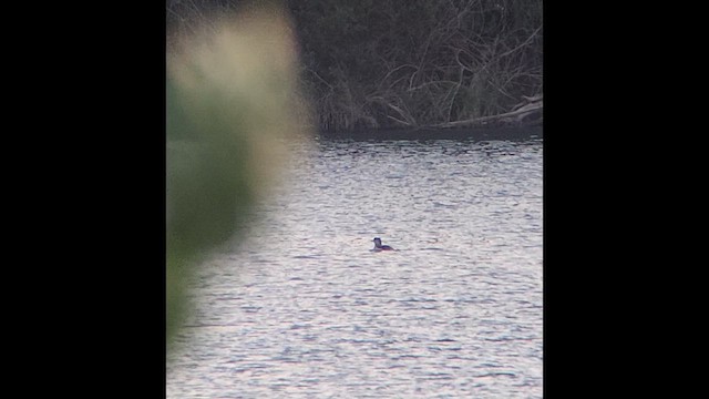 Yellow-billed Loon - ML621369516