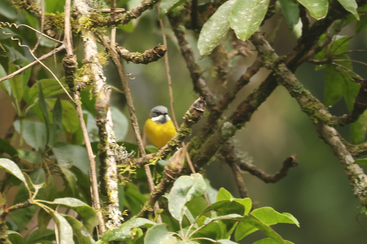 Black-throated Apalis - ML621369520