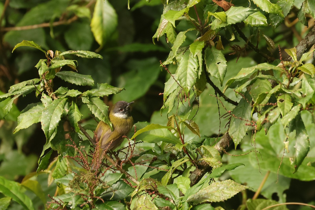 Black-faced Apalis - ML621369538