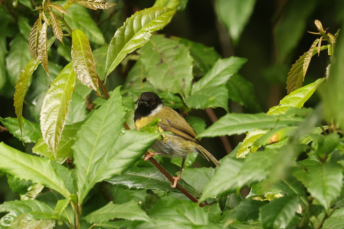 Black-faced Apalis - ML621369553