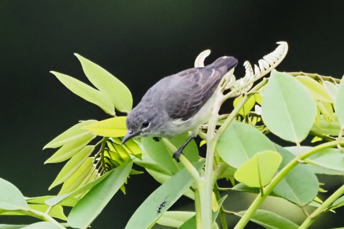 Gray-sided Flowerpecker - ML621369563