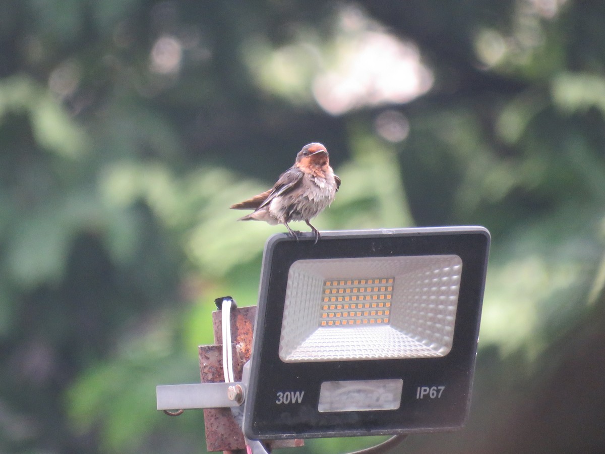 Pacific Swallow (Pacific) - ML621369632