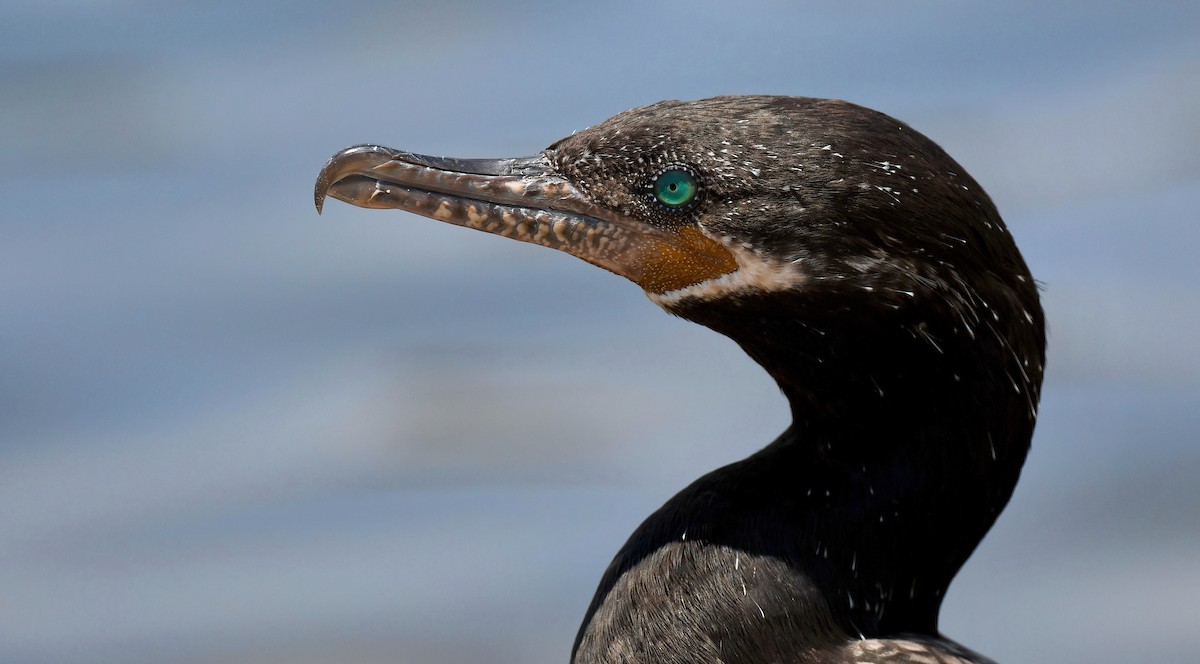 Neotropic Cormorant - Barbara Wise