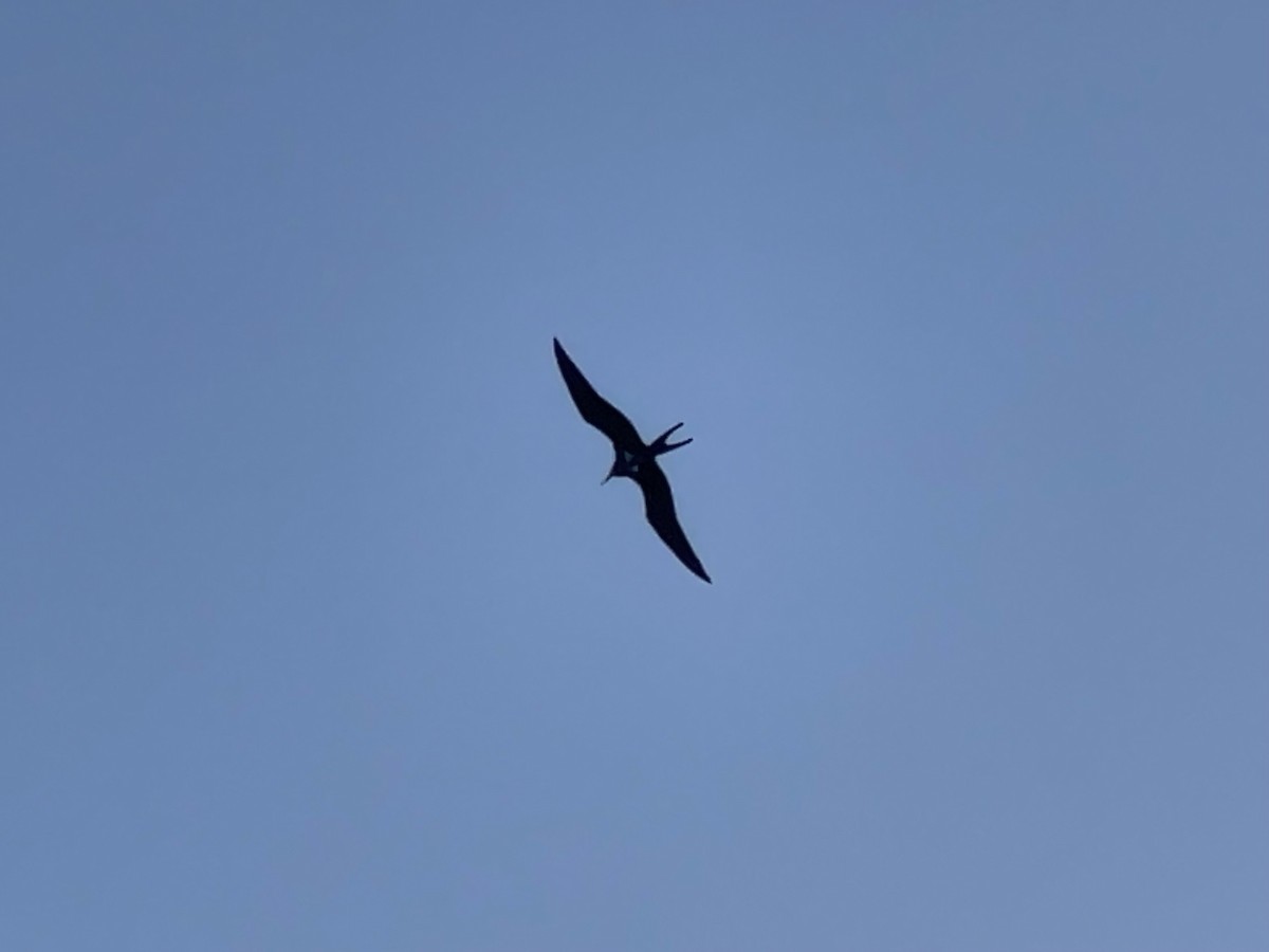 Lesser Frigatebird - ML621369678