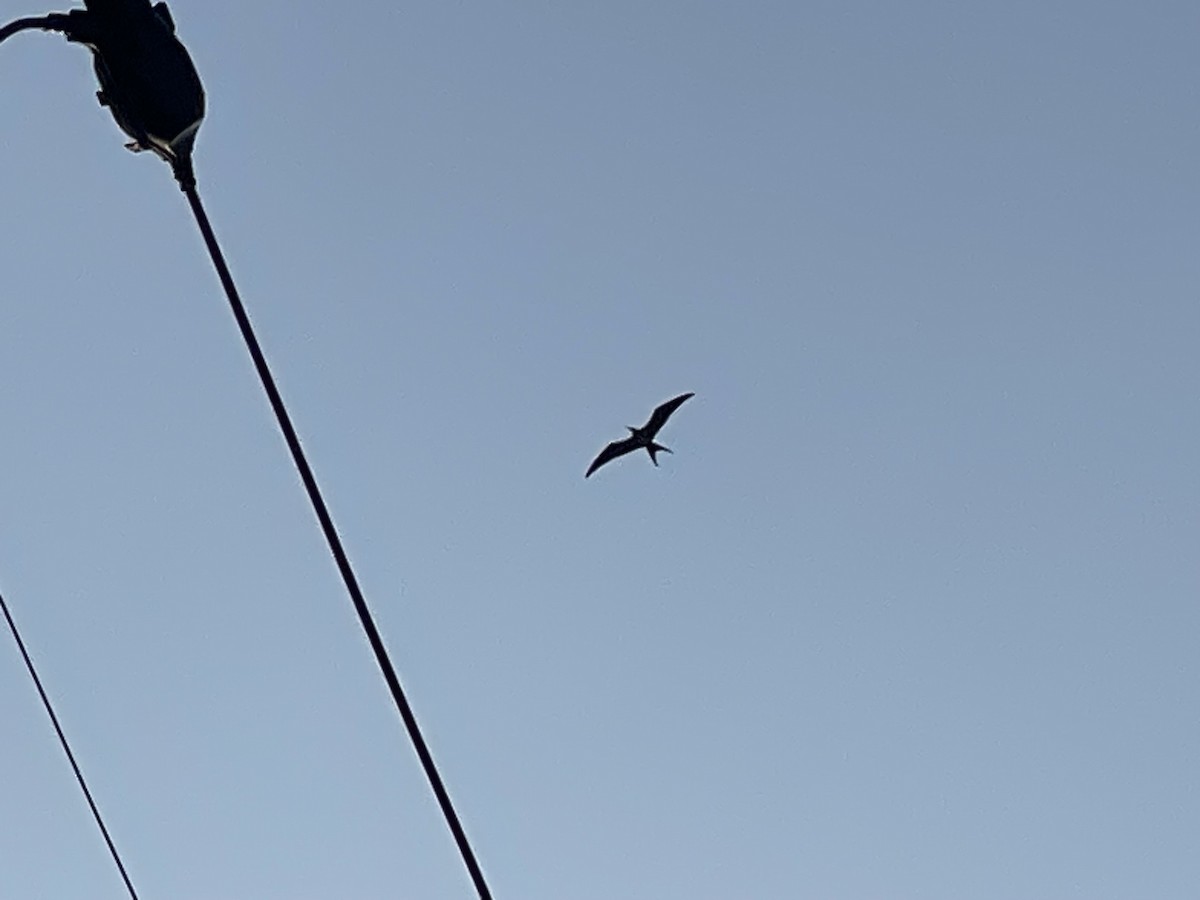Lesser Frigatebird - ML621369680