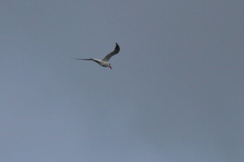 Caspian Tern - ML621369695