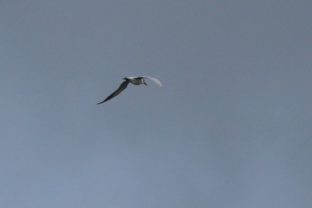 Caspian Tern - ML621369696