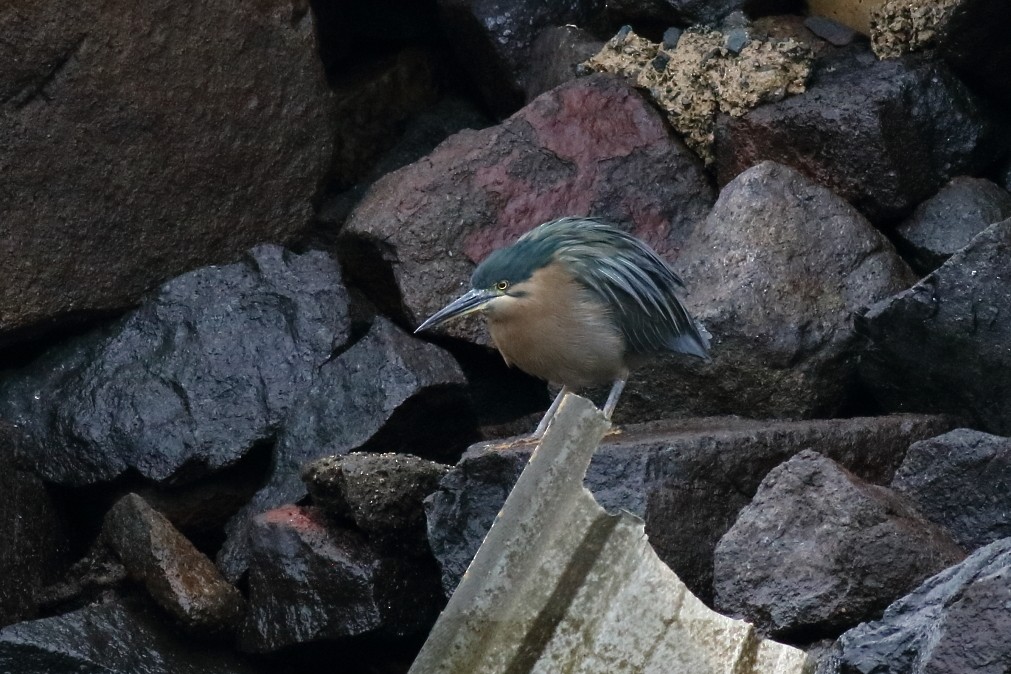 Striated Heron - ML621369703