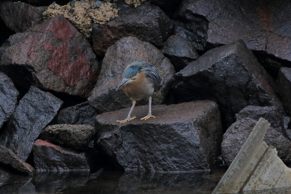 Striated Heron - ML621369704