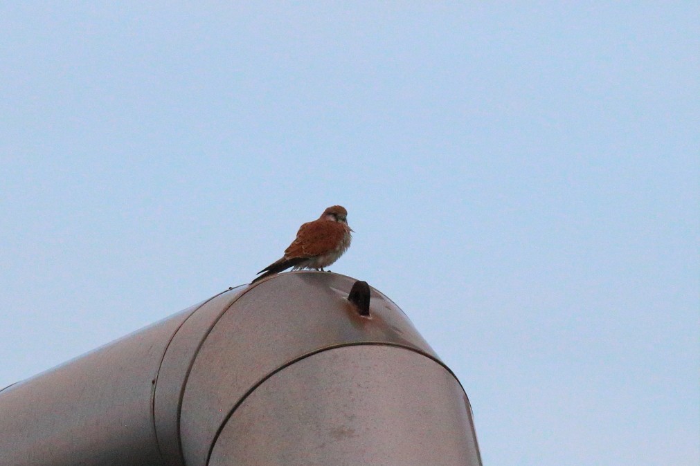 Nankeen Kestrel - ML621369714