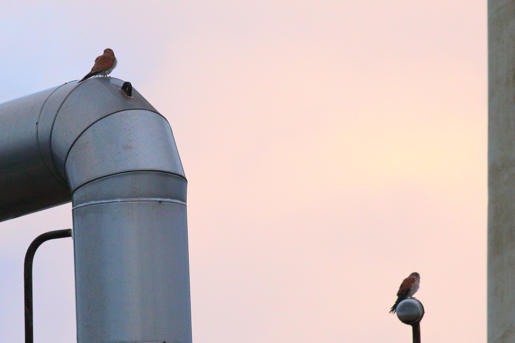 Nankeen Kestrel - ML621369717