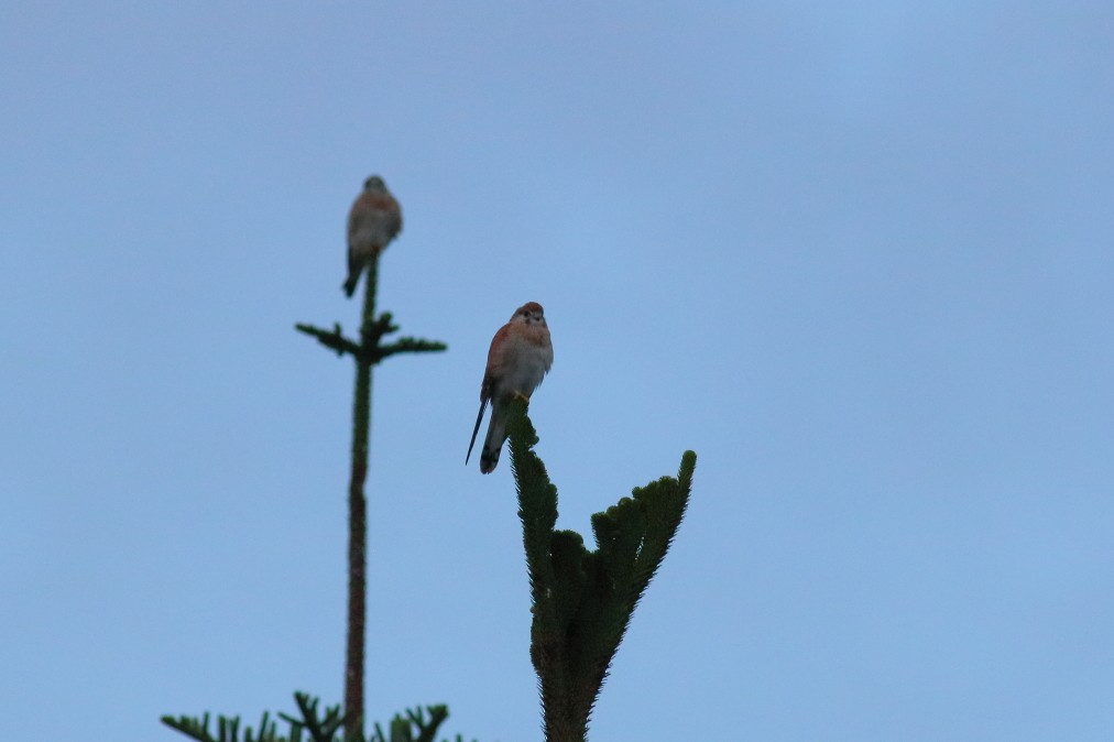 Nankeen Kestrel - ML621369720