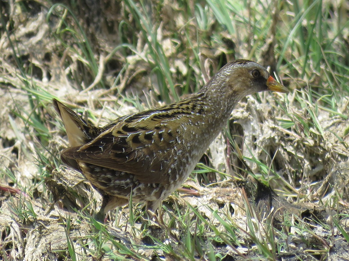 Spotted Crake - ML621369734