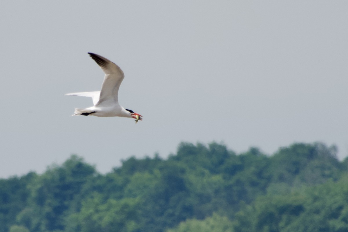 Caspian Tern - ML621369816