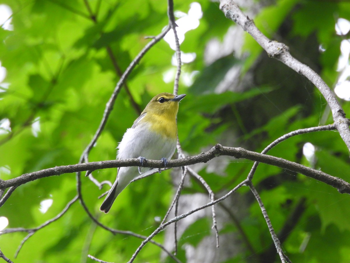 Yellow-throated Vireo - ML621369857