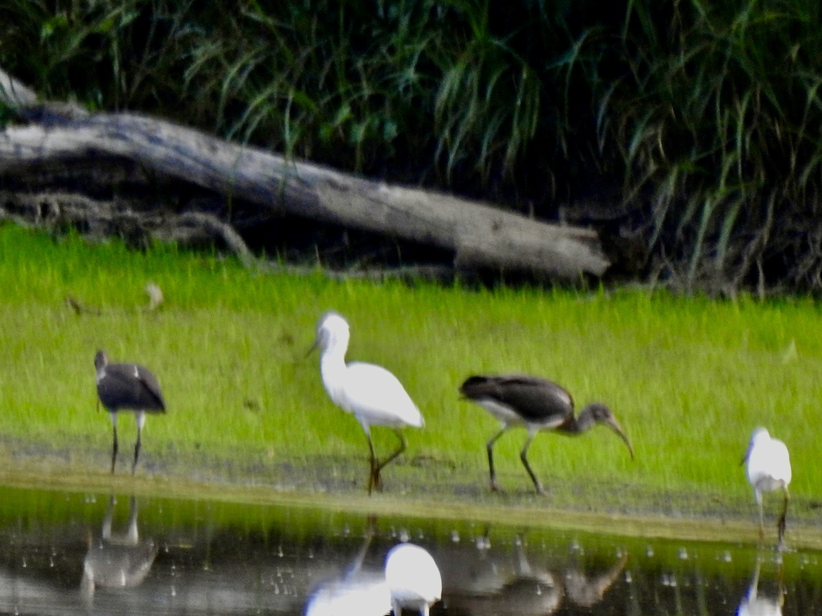 White Ibis - ML621369878