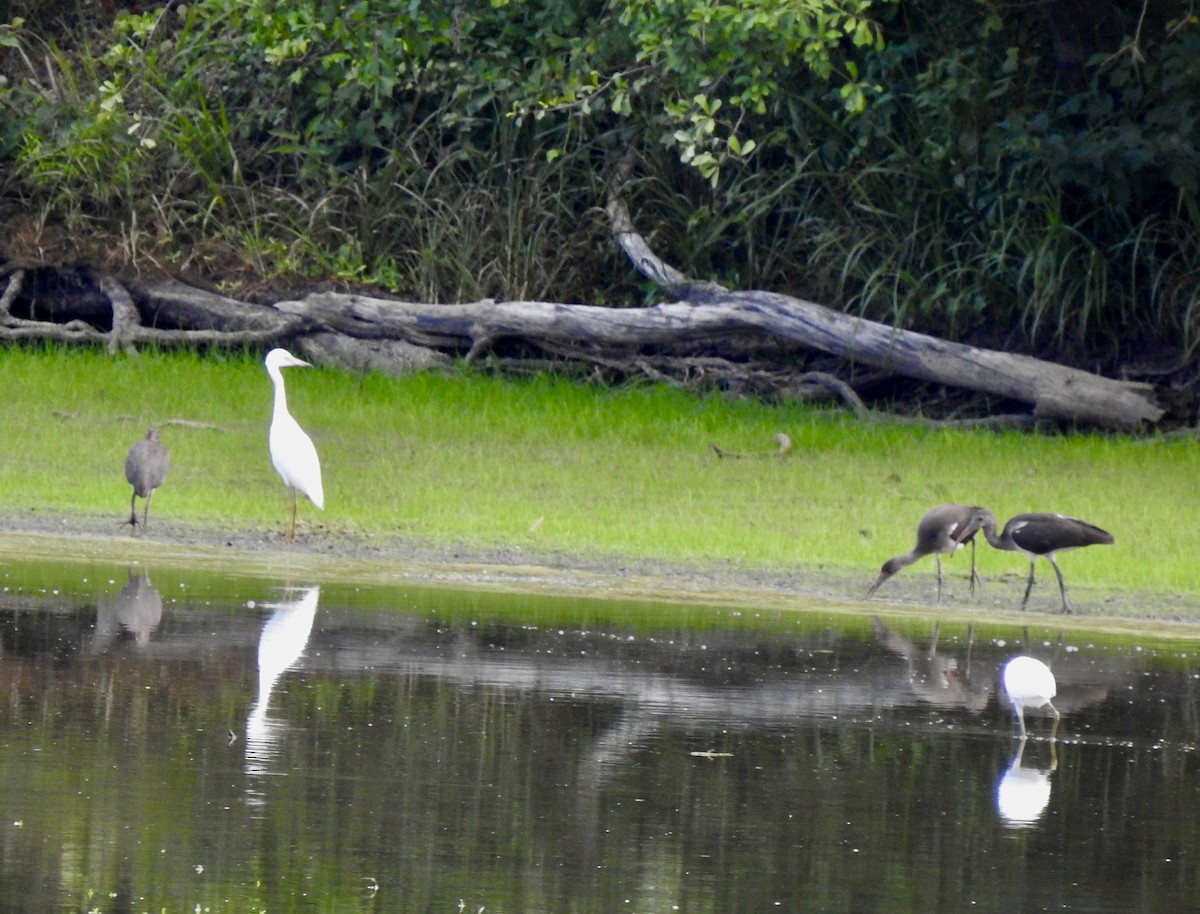 White Ibis - ML621369879