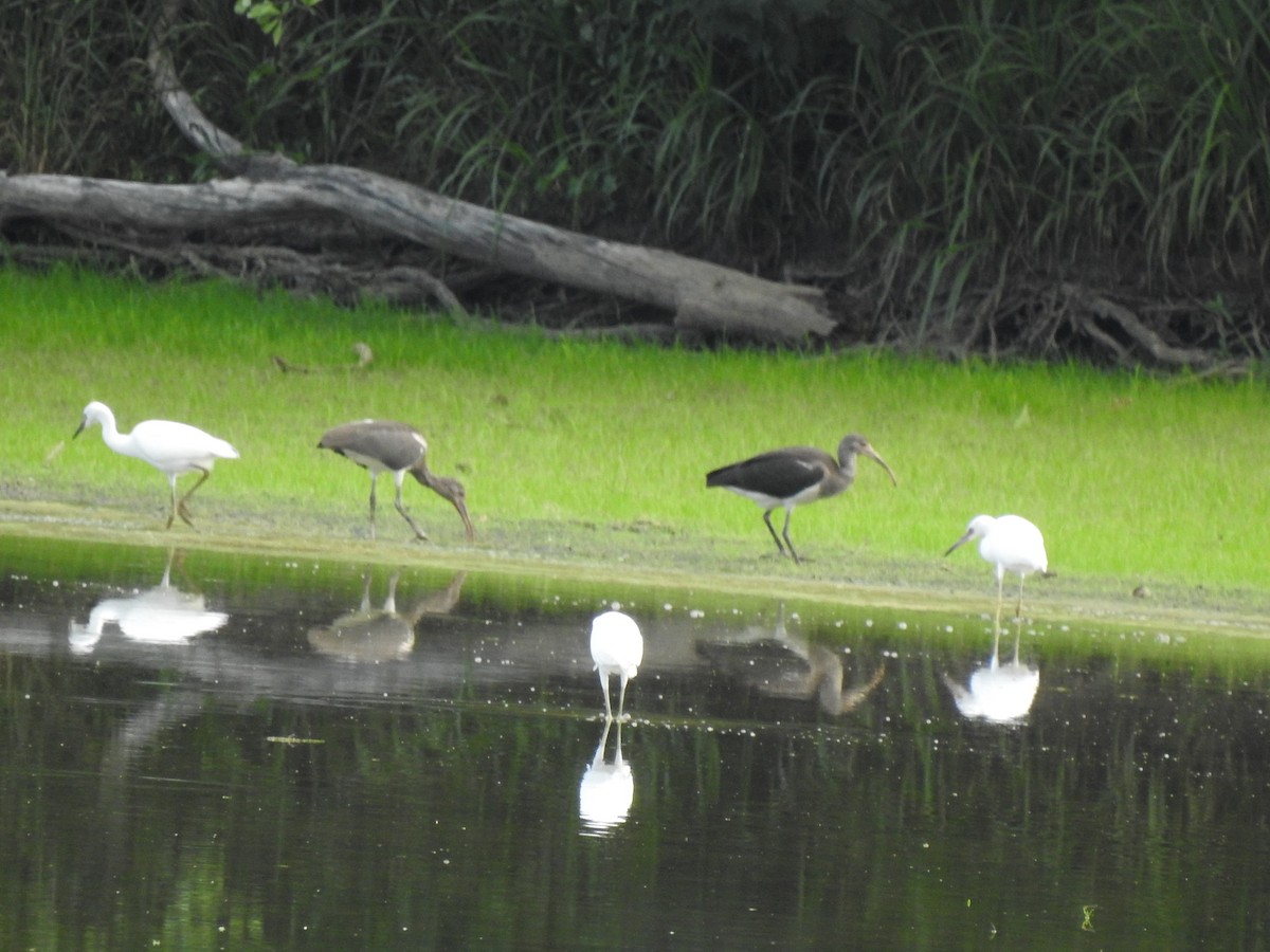 White Ibis - ML621369880