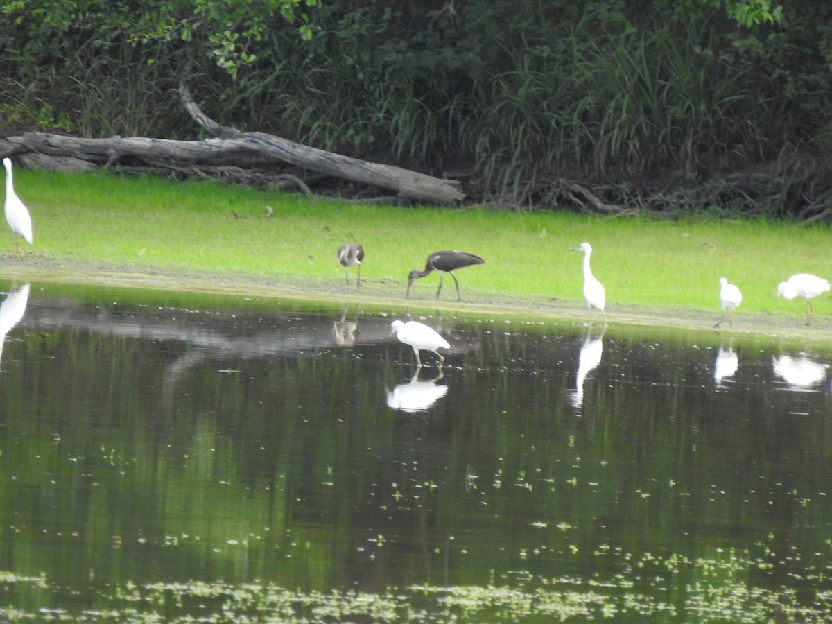 White Ibis - ML621369882