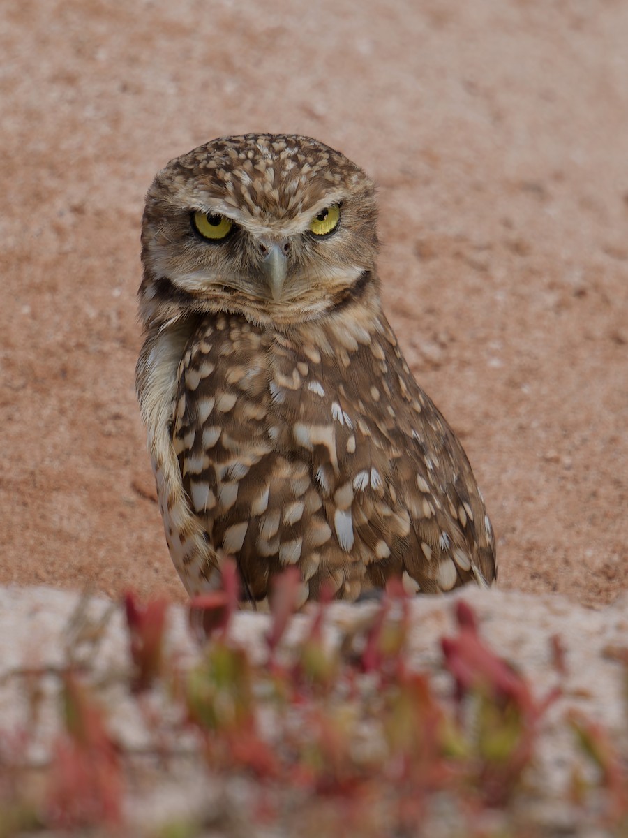 Burrowing Owl - ML621369908