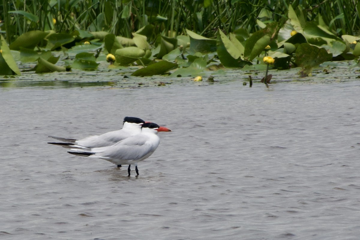 Caspian Tern - ML621369910