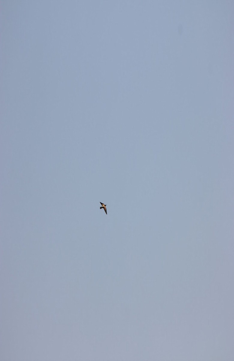 European Bee-eater - ML621369931